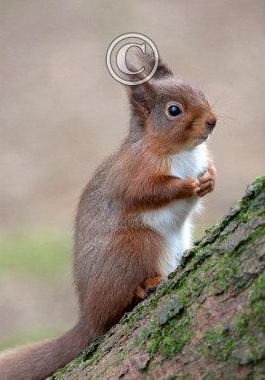 Red Squirrel, Kielder Forest 3